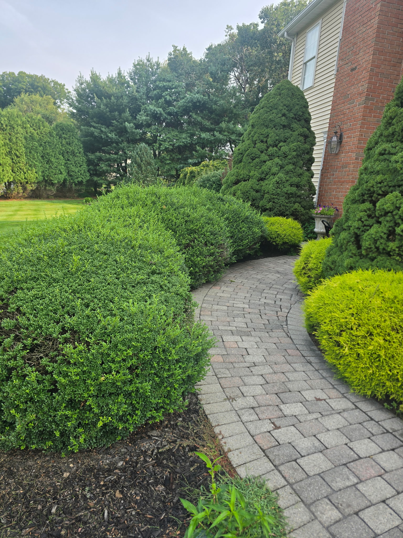 Maintained shrubs framing a curved paver walkway