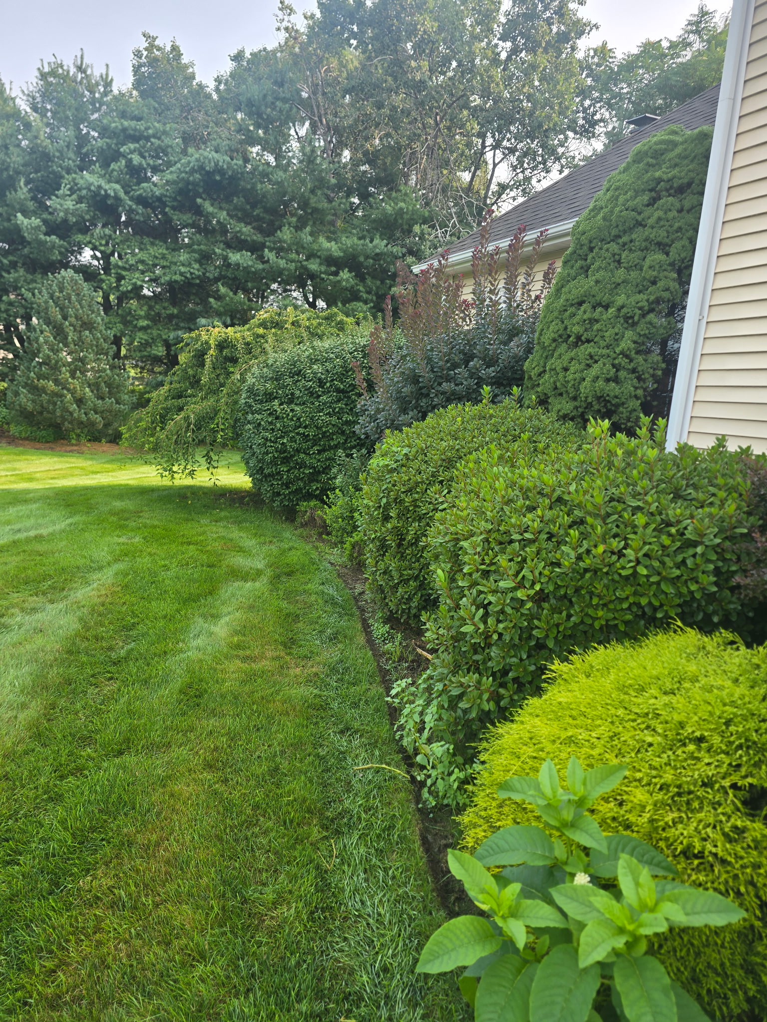 Balanced foundation shrubs beside a clean green lawn