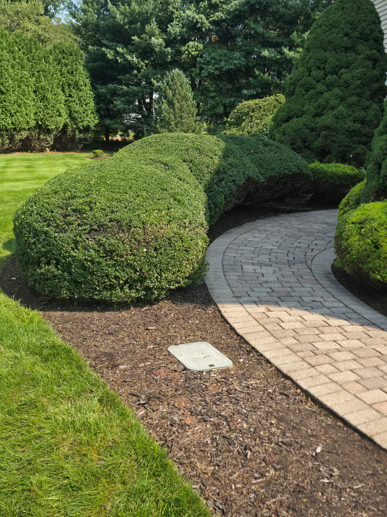 Neatly shaped shrubs surrounding a curved paver walkway