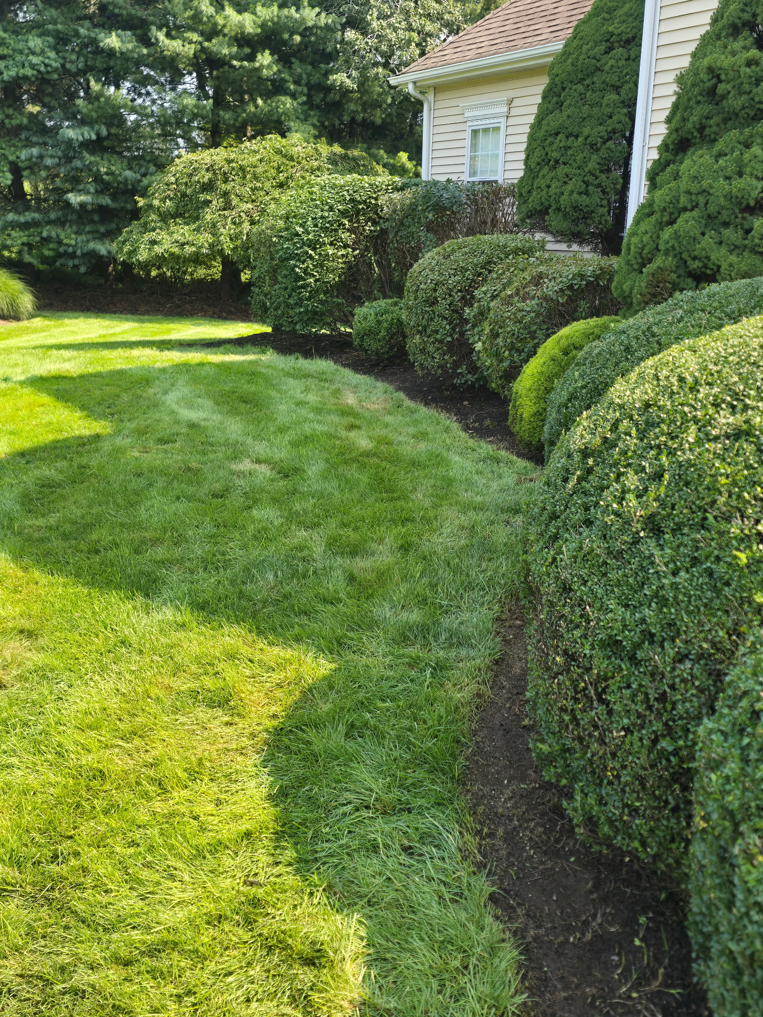 Fresh lawn edge following a row of shaped shrubs