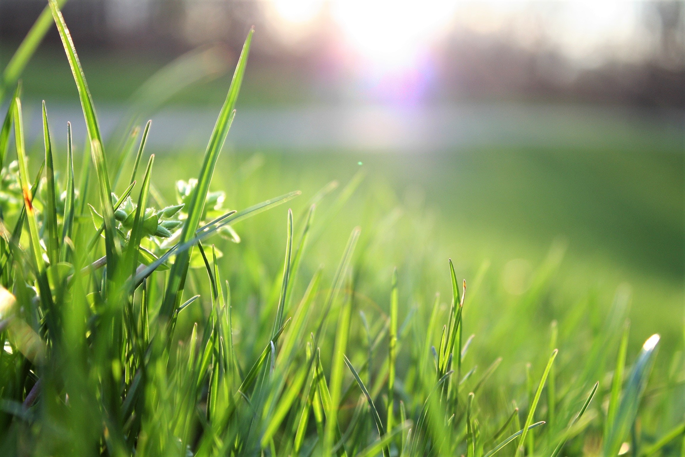 Sunlit blades of healthy green grass