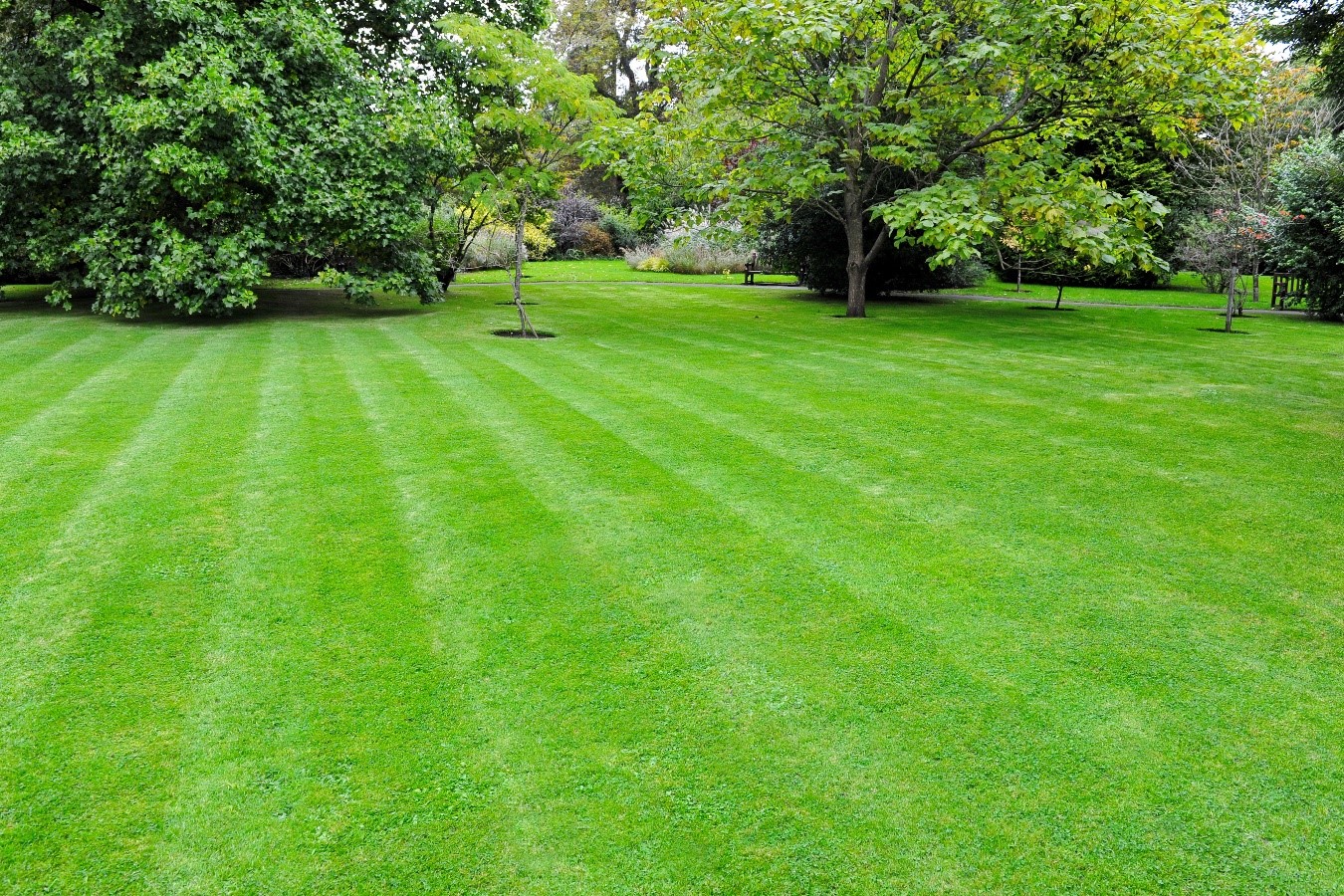 Expansive freshly mowed green lawn